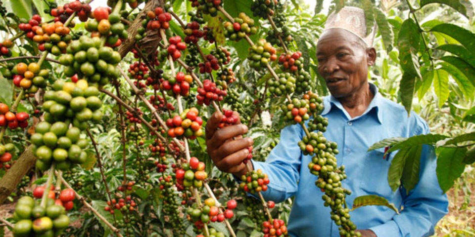 African traders eager to add value to coffee