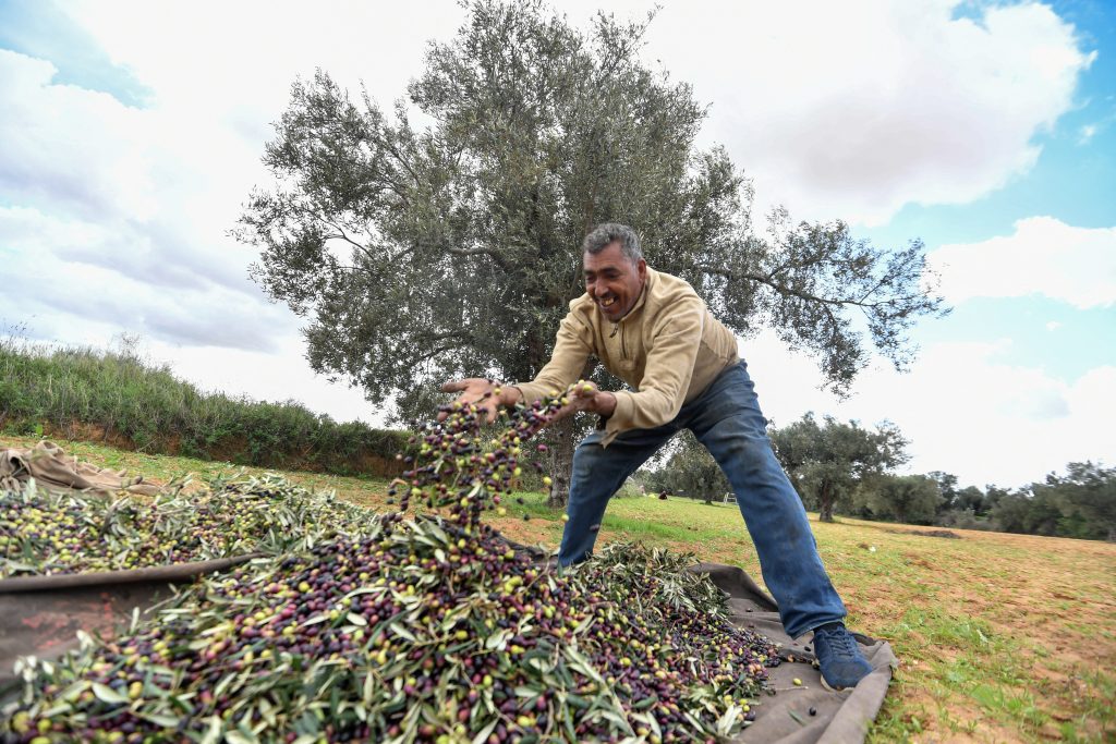 Olive oil exports boost Tunisia&rsquo;s agriculture